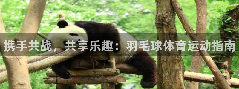 77体育：携手共战，共享乐趣：羽毛球体育运动指南