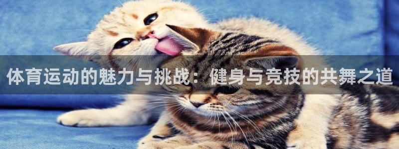 77体育app下载官网